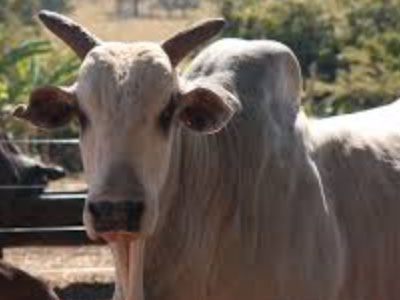 importancia del gyr lechero en ganaderia