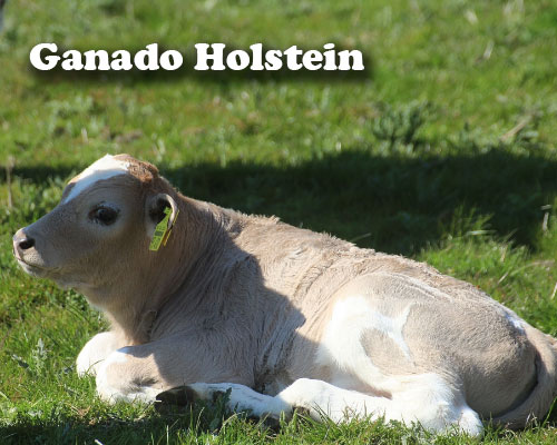 caracteristicas del Ganado Holstein