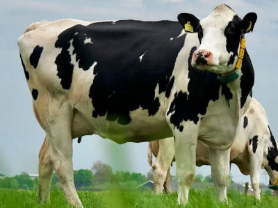 Ganado-Holstein ventajas produccion de leche