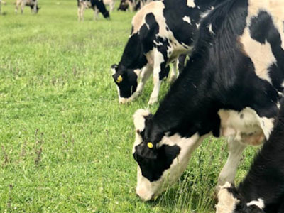 donde se encuentra el Ganado Holstein
