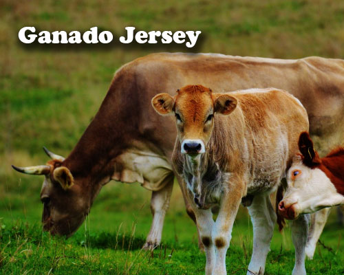 Características del Ganado Jersey