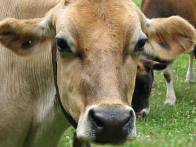 produccion de leche del ganado Jersey