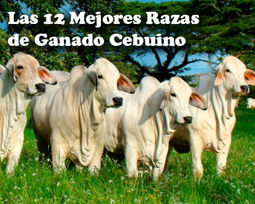 Mejores Razas de Ganado Cebuino