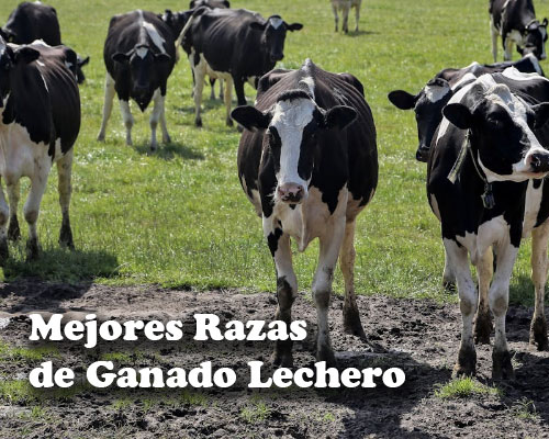 cuales son las mejores razas de ganado lechero