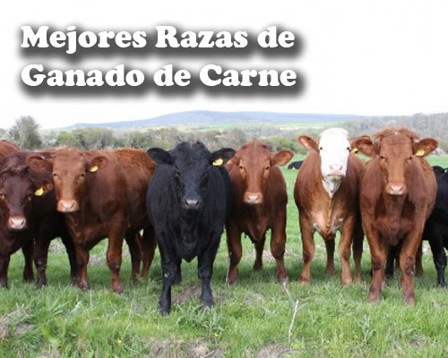 Mejores Razas de Ganado de Carne