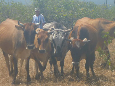 ganado criollo resistente a enfermedades