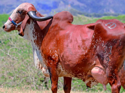 ganado gyr lechero mejor raza para producir leche