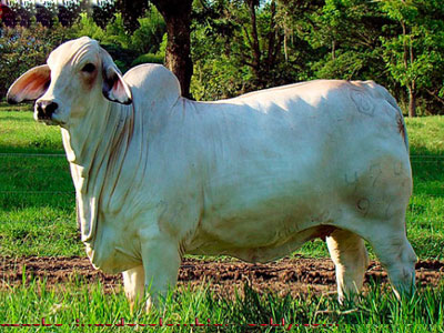 ganado Brahman de doble proposito
