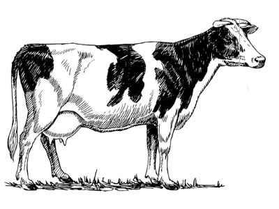 el ganado Holstein es ideal para produccion de leche liquida